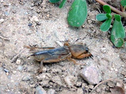  p>昆虫名,属直翅目,蝼蛄科.