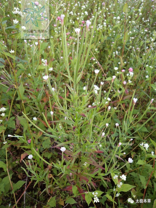 主治风热感冒,音哑,咽喉肿痛,肺热