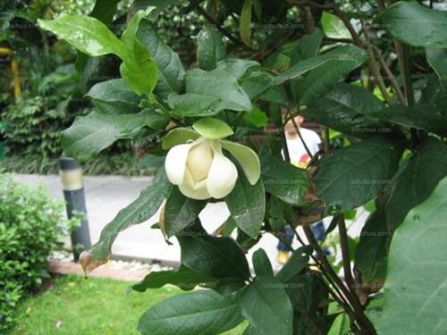 夜合花图片_庭院栽培夜合花图片大全 - 花卉网