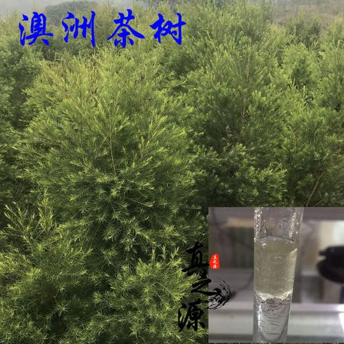 澳洲茶树精油大额优惠券