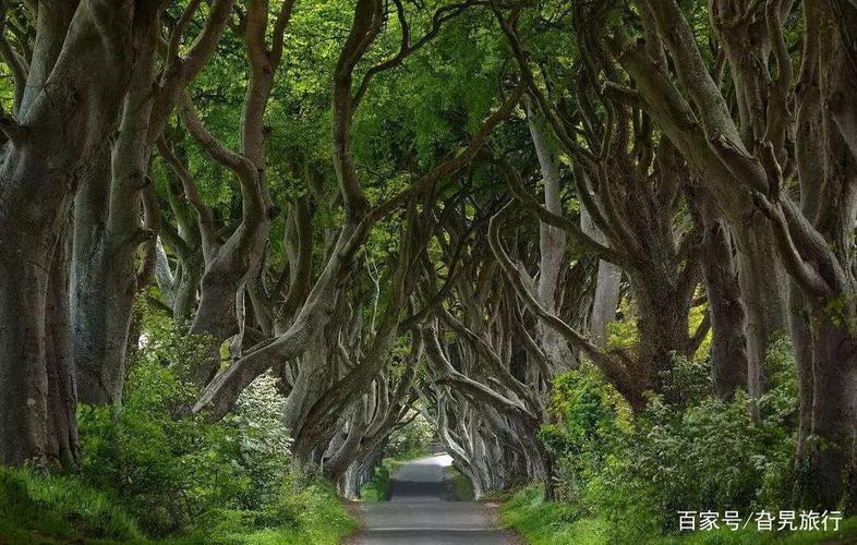 世界最美的林荫道,美得有些不真实