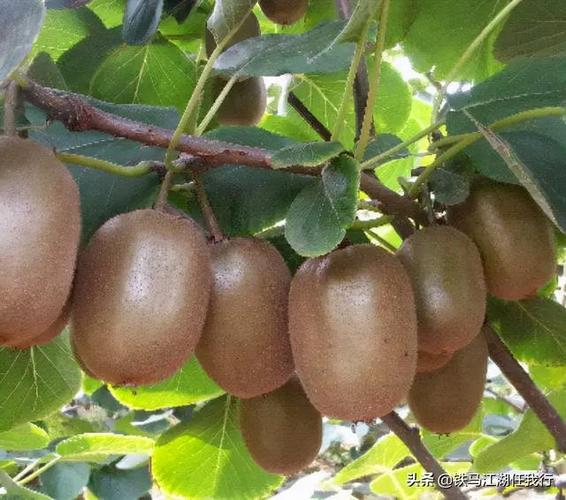 种在蟠桃园里的猕猴桃虽然好吃,却裹着一身毛茸茸的皮,你想那王母娘娘