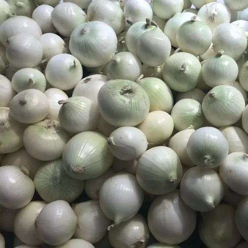 白洋葱:1.2元/kg