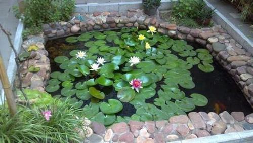 在农村或别墅建鱼池一定小心这3点忌讳全都做对才能赚大钱