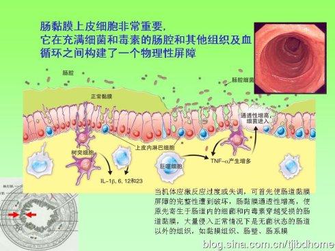 谭华主任讲什么是肠粘膜屏障