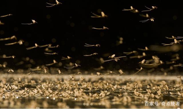 河南还要发生大洪水?邓州出现"涨水蛾",密密麻麻犹如8月飞雪