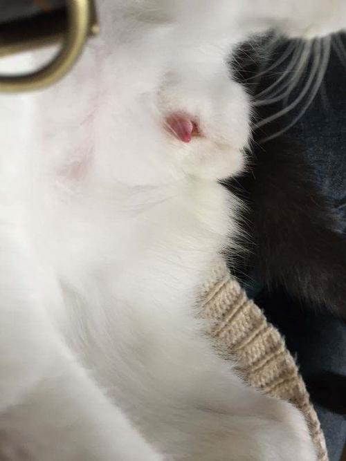 这是公猫还是母猫啊?