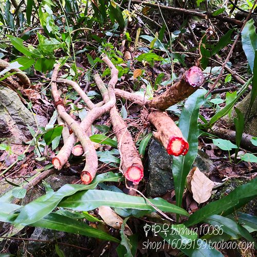 野生鸡血藤新鲜小血藤 500g包邮血风藤小叶鸡血藤广东