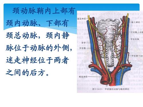 临床医学 头颈解剖ppt  适合临床,口腔医学学生 颈动脉鞘内上部有 颈