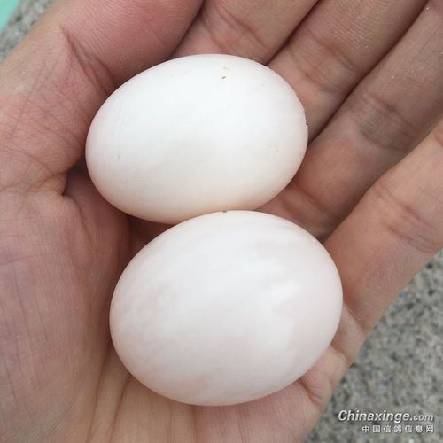 据说通过鸽子蛋能分辨公母哪个是公那个是母评论区等你们哦