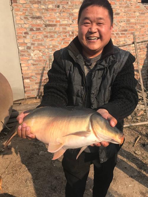 其它 我的美篇 写美篇钓场简介: 罗曼钓场,位于河北省辛集市王庄营.