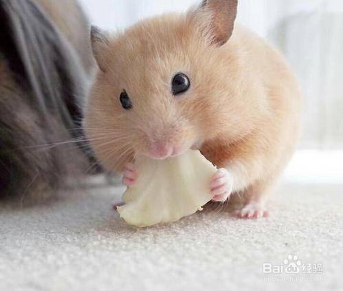 给仓鼠吃什么食物最好