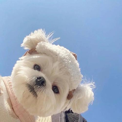 最喜欢动物头像