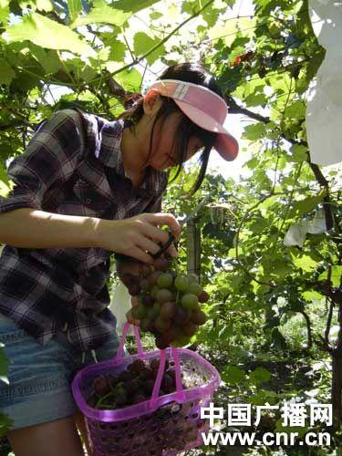 北京大兴采育葡萄节邀市民共享"甜蜜"