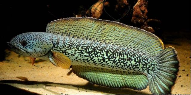 雷龙鱼:水中"珍珠龙"