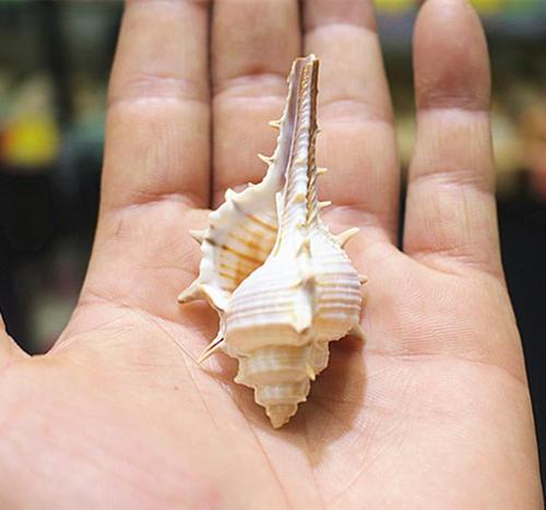天然海螺贝壳工艺品 7-8cm长刺螺 女巫骨螺 diy装饰摆件批发
