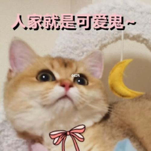 四弹来啦97_表情包_猫咪_宠物_金渐层_微信_宠物表情包_素材_表情包