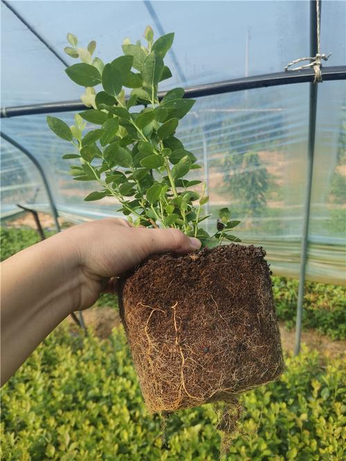 蓝莓树黑珍珠蓝莓树