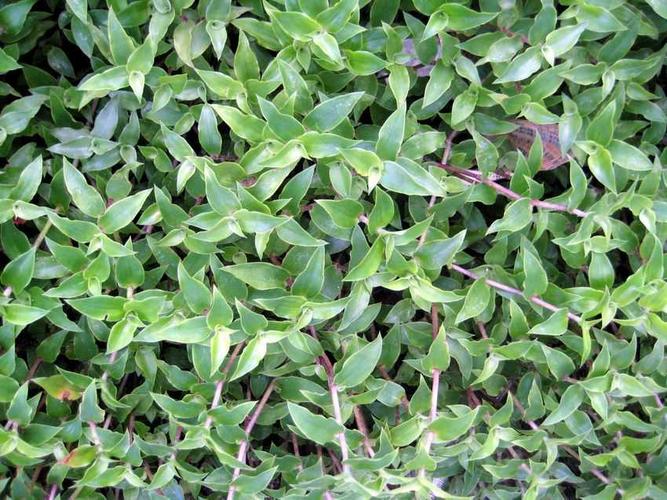 铺地锦竹草学名callisia repens,为鸭跖草科锦竹草属多年生蔓生草本