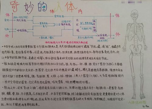 奇妙的人体手抄报