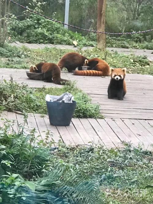 仙芝竹尖熊猫生态园旅游景区图片 - 第9张