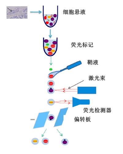 流式细胞分离技术原理.png