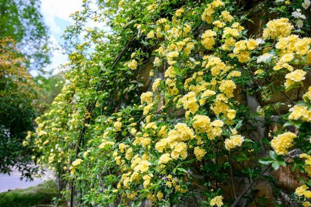庭院再小也要养1棵木香花1年长成一片开花多邻居说美