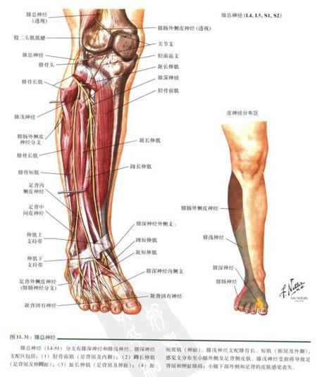 1 穿通伤,腓骨头骨折外伤,牵拉可损伤腓浅神经和腓深神经.