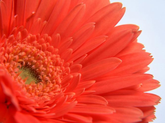 鲜花特写-5-10桌面壁纸图片下载