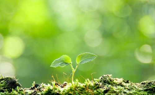 植树节 | 画出你的春天,"种下"属于你的家庭幸福树