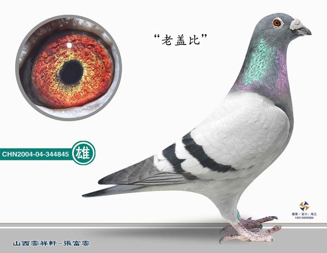 老盖比-山西云祥轩-中信网爱鸽商城
