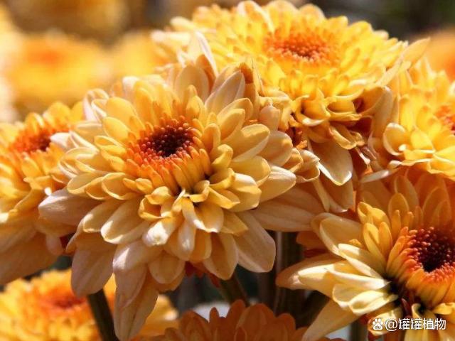 古代花名有哪些