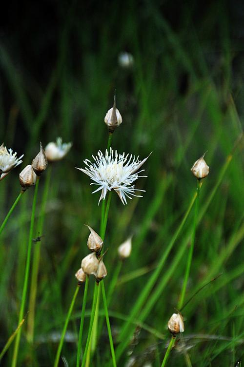 灯芯草是什么形状