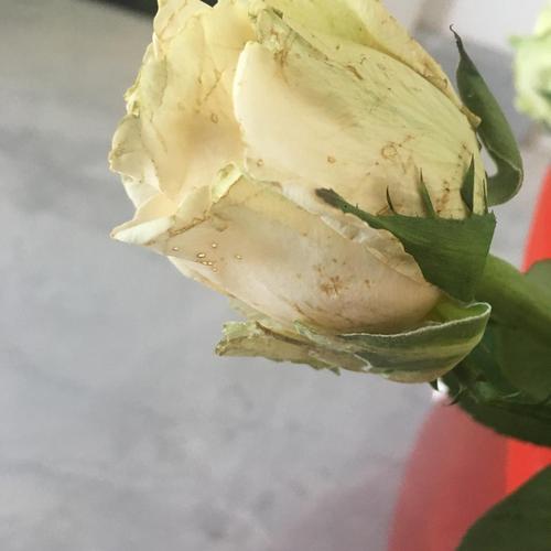 玫瑰,拿出来看到边上的叶子都有点蔫,而且有这种小斑点,这是灰霉病吗?