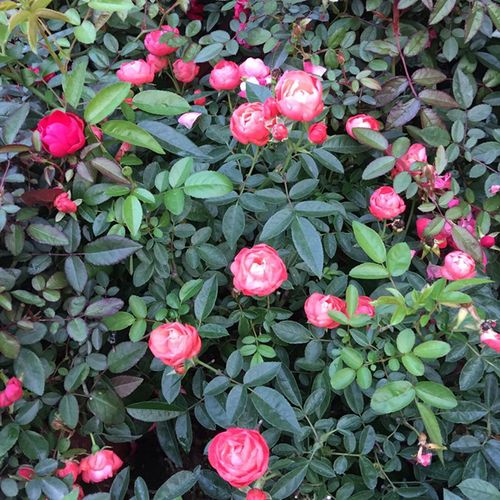 宝石玫瑰花盆栽月季花阳台窗台花卉迷你微型钻石玫瑰花苗盆栽花卉