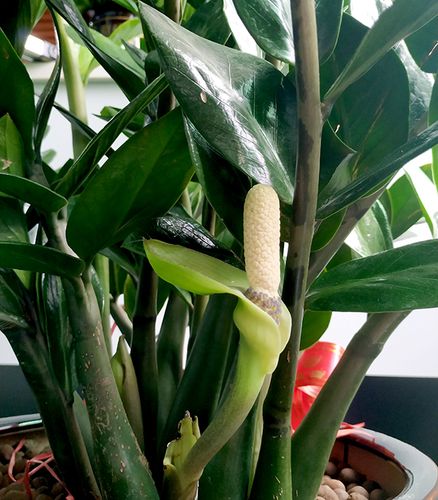 博皓硅胶按键加工厂的金钱树开花啦