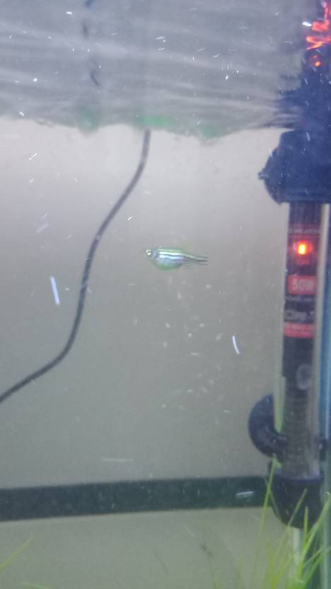 斑马鱼怀孕了还是吃多了?