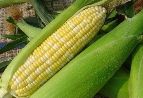 如今,芒市的甜玉米品种90%以上都是双色先蜜类型,纯黄的甜玉米