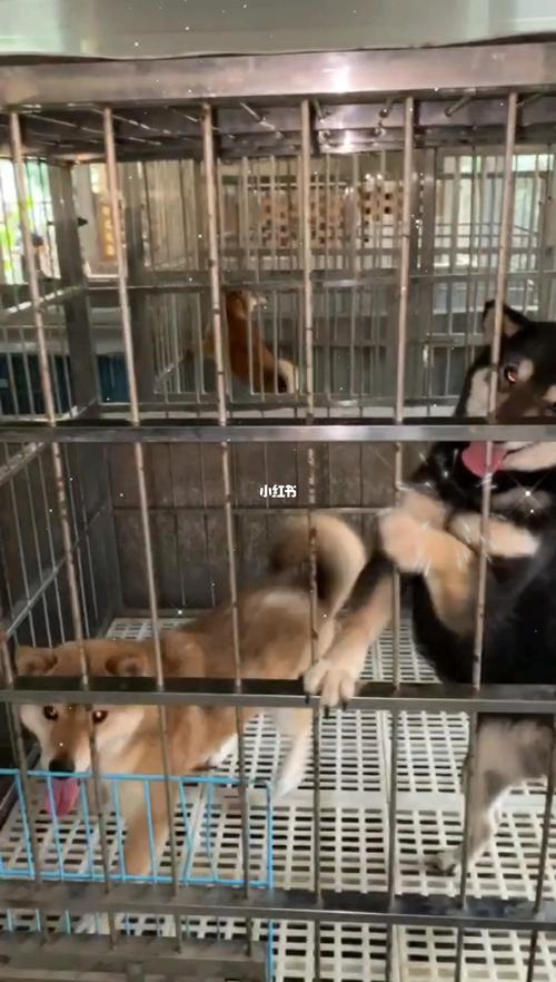 伸出你的小手手_柴犬_宠物_狗