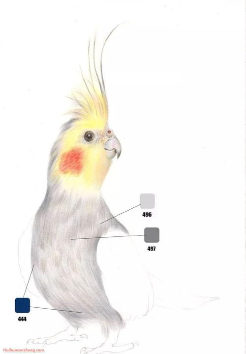 玄凤鹦鹉彩铅画作品图片玄凤鹦鹉彩铅分步骤教学
