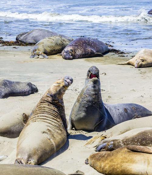 商业照片: 海滩    放松    睡觉    沙滩    海    口 / sealions