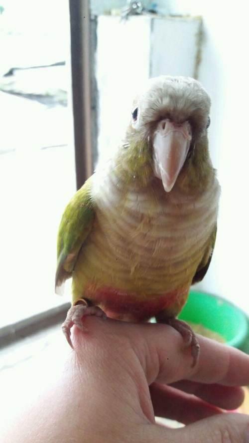 转让肉桂小太阳鹦鹉