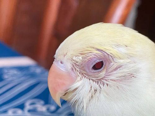 求助,请大家帮我看看这是单眼伤风么_鹦鹉_牡丹_空调