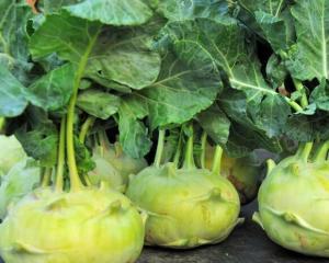 大头菜蔓菁诸葛菜大头菜圆菜头圆根盘菜