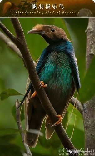 来自天国乐园的极乐鸟|巴布亚新几内亚|印度尼西亚|极乐鸟_新浪新闻
