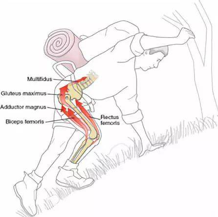 讨论髋关节内外旋的时候不可避免就需要讨论到梨状肌这块"狡猾"的肌肉