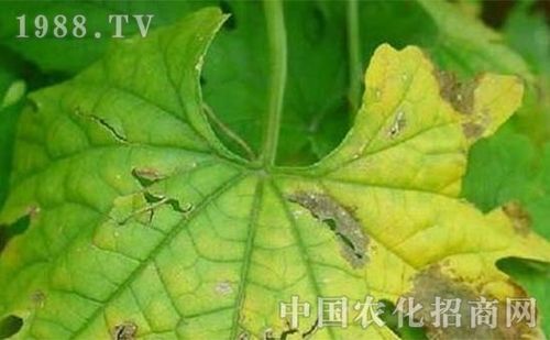 色亦转呈灰褐至灰白,严重时病斑汇病虫害防治 苦瓜斑点病害 -> 苦瓜