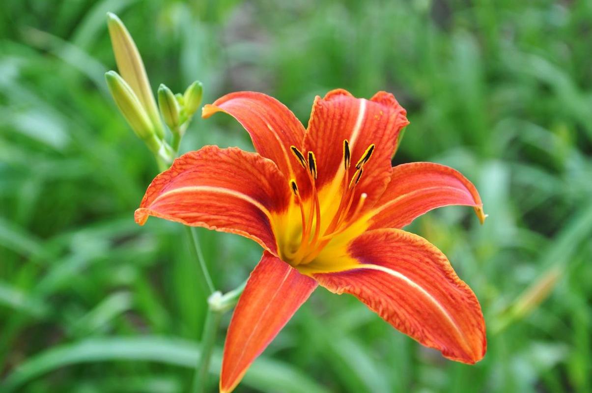 黄花菜和大花萱草傻傻分不清楚学会这几招教你轻松辨认