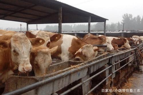 农民乡下养牛,不盖牛棚,直接露天饲养可行吗?