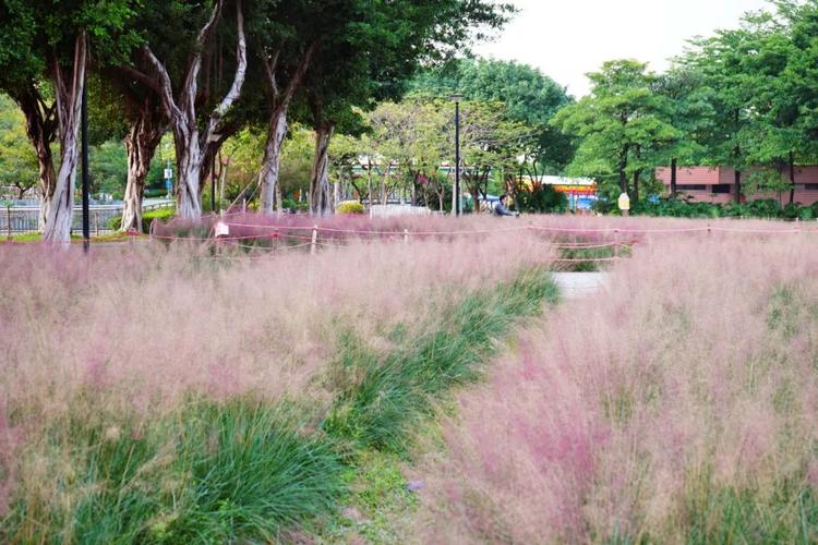 佛山粉黛乱子草上线,随手一拍都很